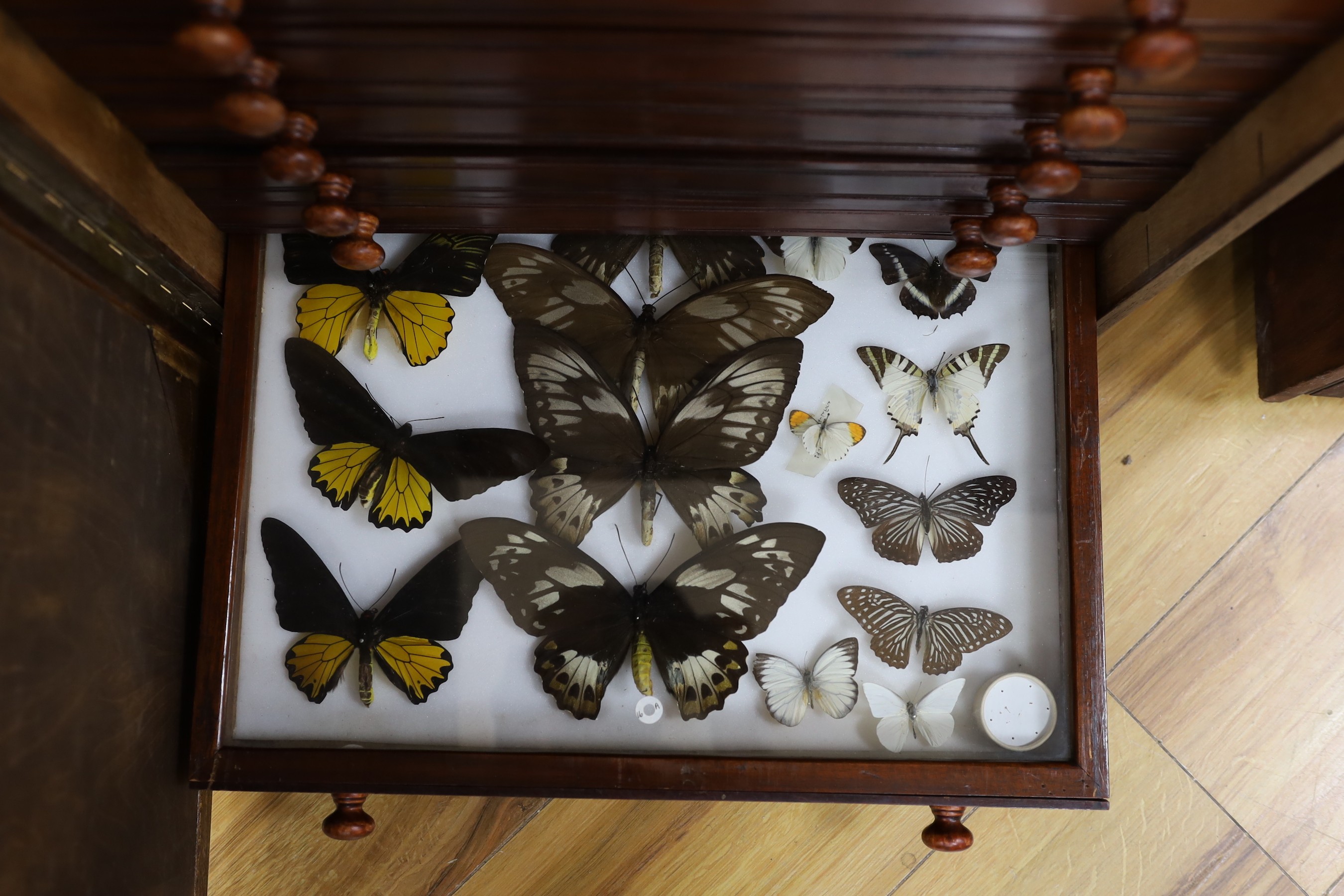 Entomology- a cabinet of Butterflies and Grasshoppers, old British butterfly specimens in three drawers, exotic World specimens in twelve drawers and exotic grasshoppers in one drawer, 98 cm high, 46 cm wide